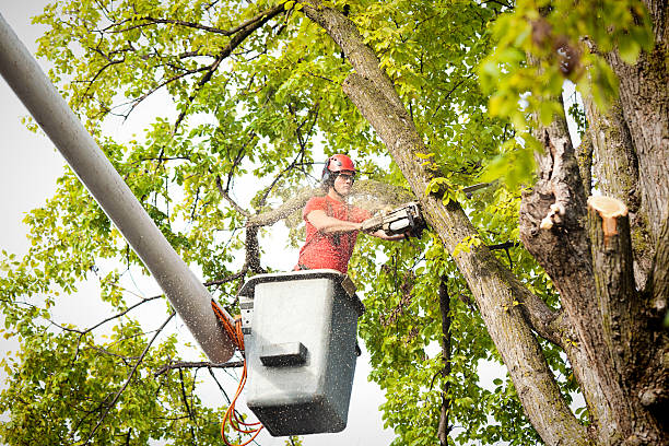 Professional Tree Services in River Ridge, LA